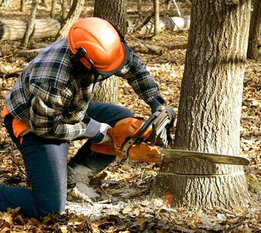 Tree Removal in Tigrett, TN